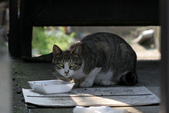 ねこ