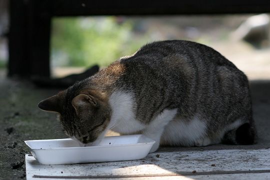 ねこ