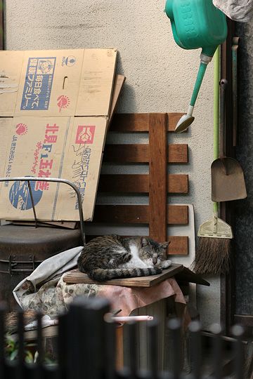 ねこ