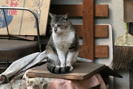 ねこ