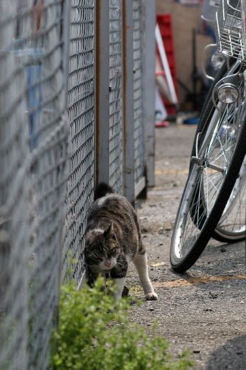 ねこ