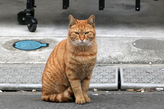 ねこ