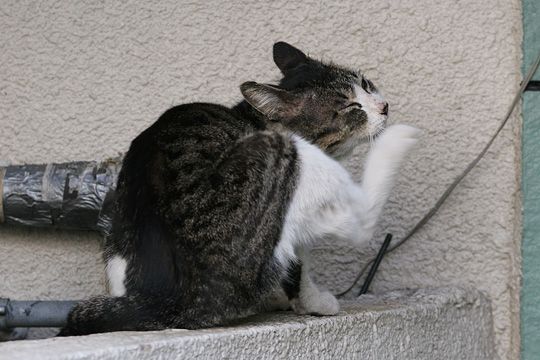 ねこ