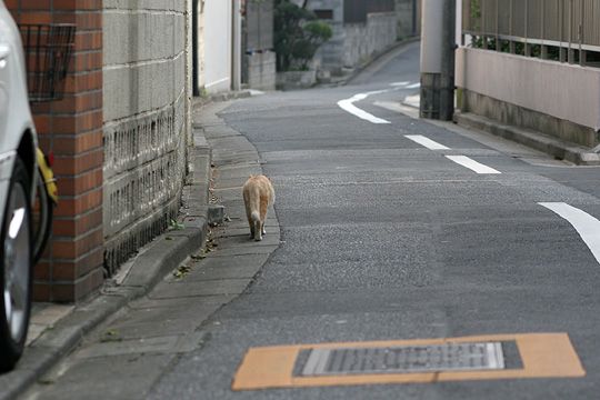 ねこ