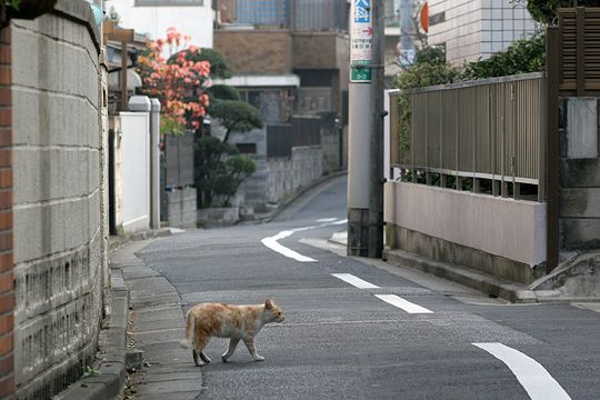 ねこ