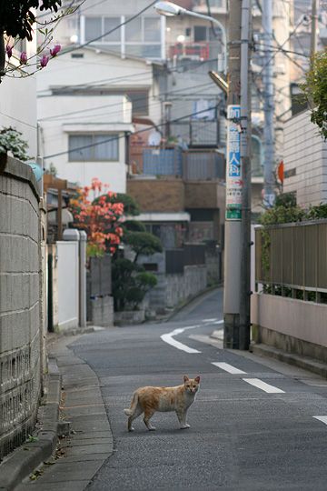 ねこ