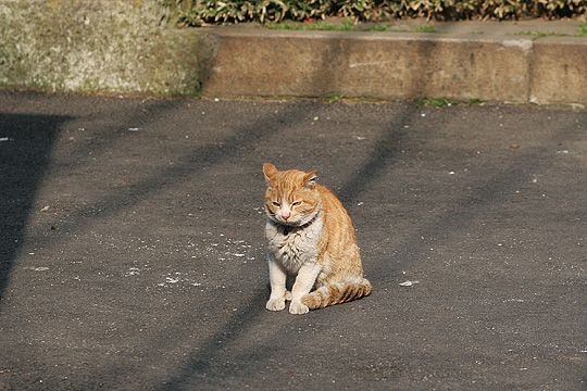 ねこ