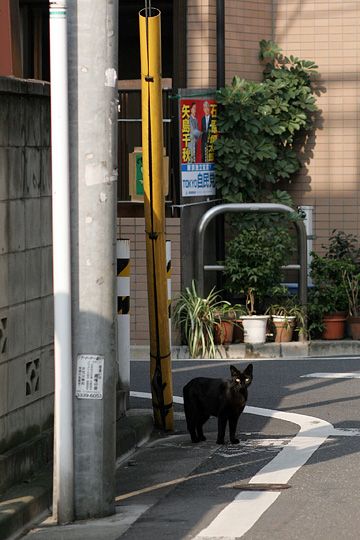 ねこ