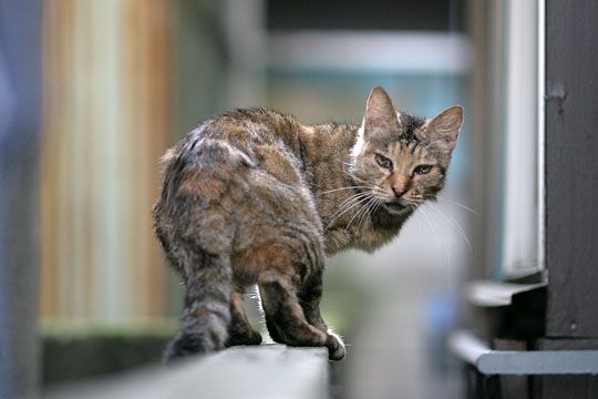 ねこ