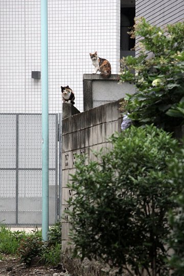 街のねこたち