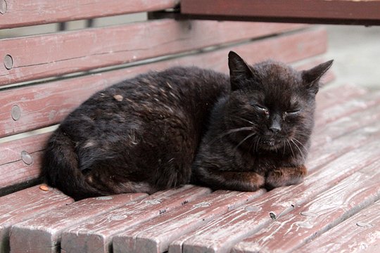 街のねこたち