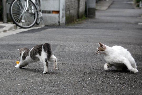 街のねこたち