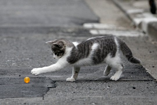 街のねこたち