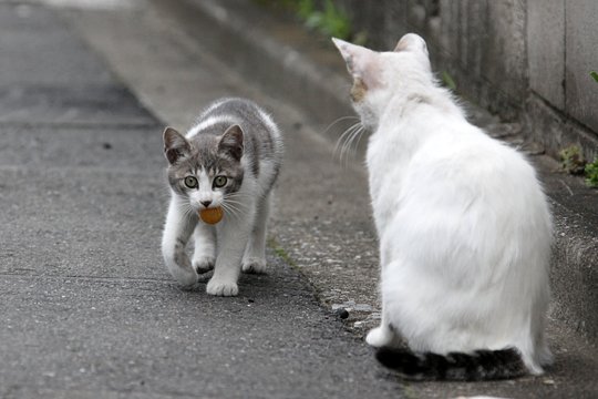 街のねこたち