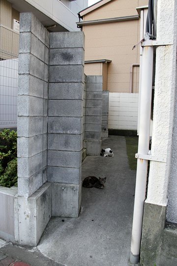 街のねこたち