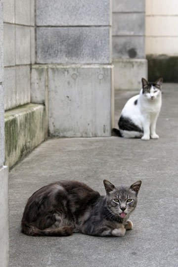 街のねこたち