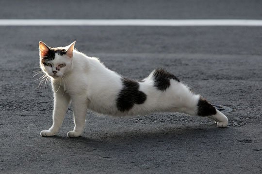 街のねこたち