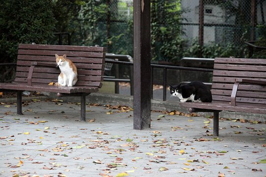 街のねこたち