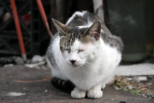 街のねこたち