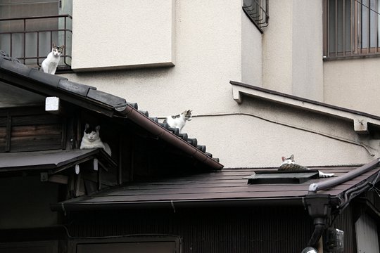 街のねこたち