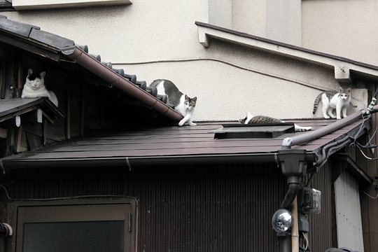 街のねこたち