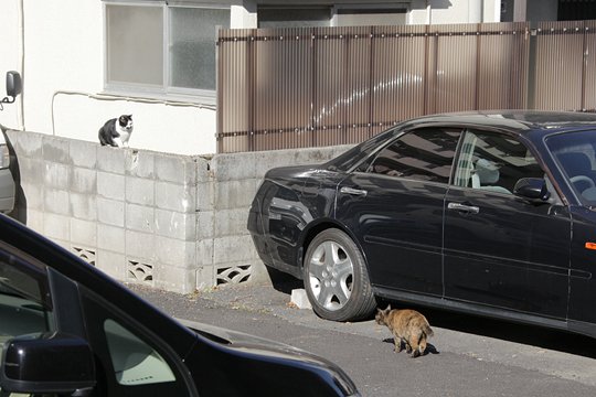 街のねこたち