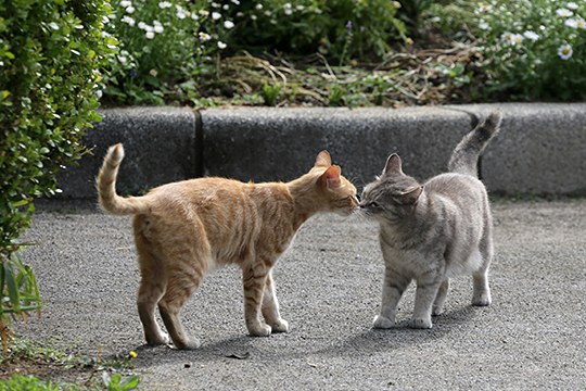 街のねこたち