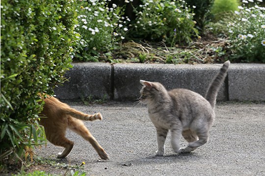 街のねこたち