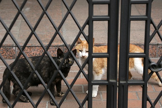 街のねこたち
