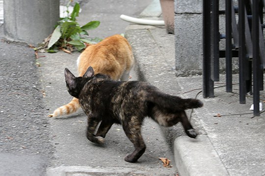 街のねこたち