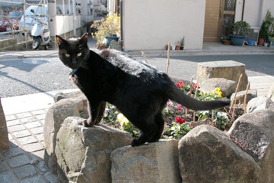 ねこ