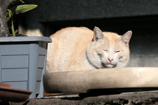 ねこ