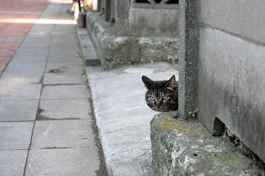 ねこ