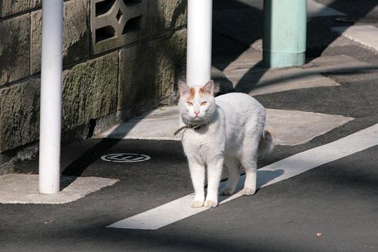 ねこ