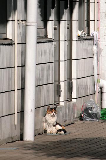 ねこ