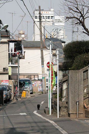 街のねこたち