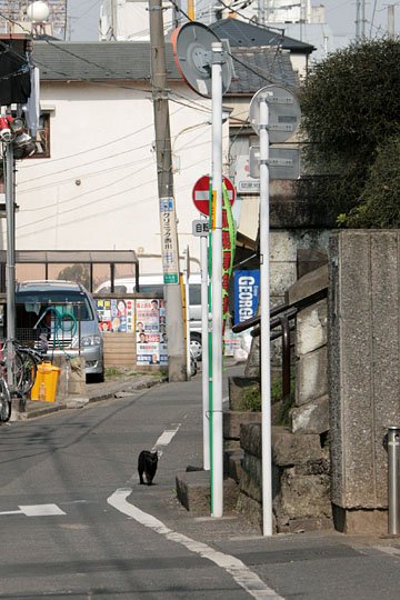 街のねこたち