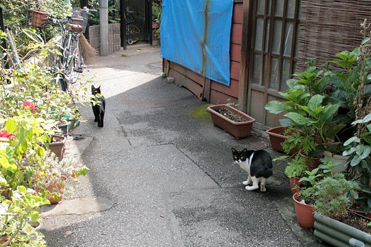 街のねこたち