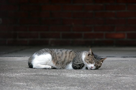 街のねこたち