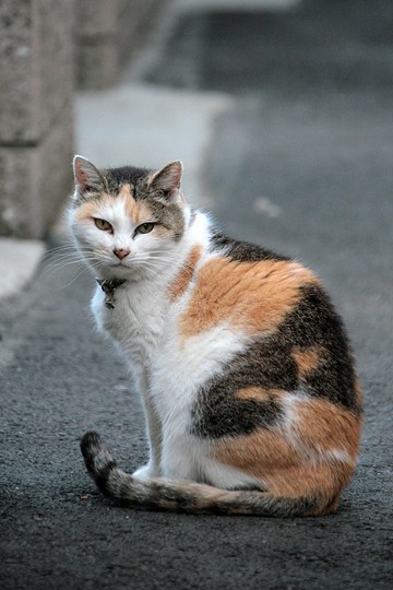 街のねこたち