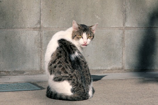 街のねこたち