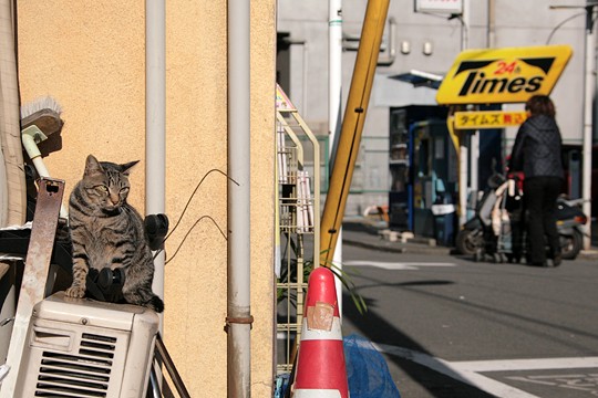街のねこたち