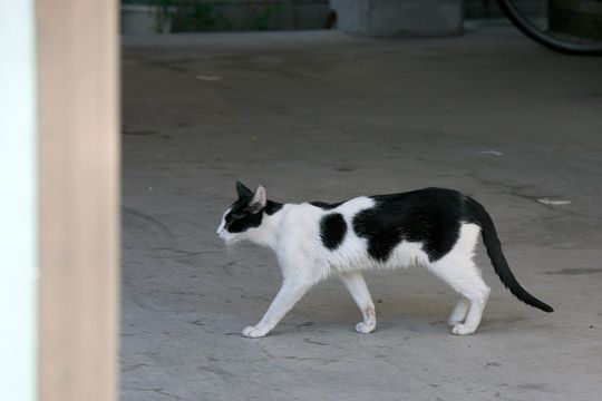 ねこ