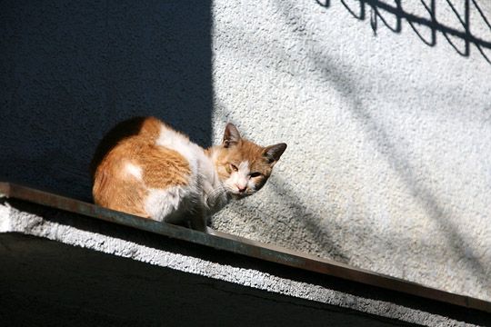 ねこ