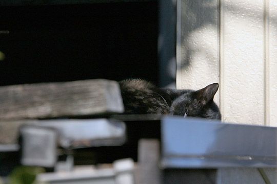 ねこ