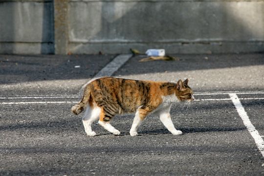 ねこ