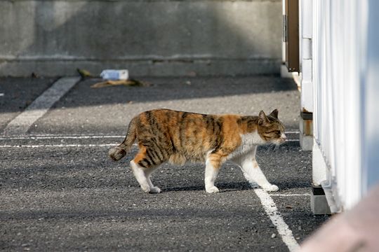 ねこ