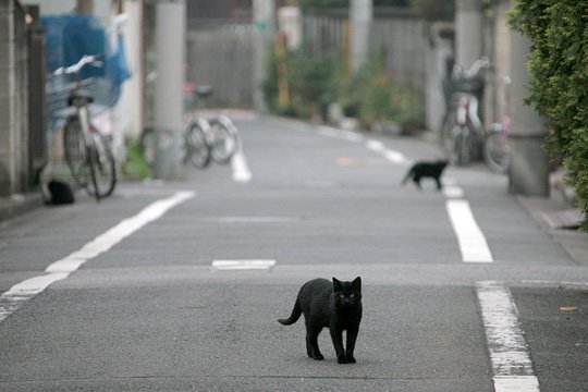 街のねこたち