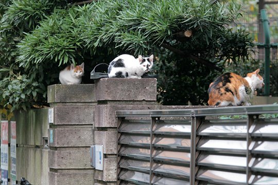 街のねこたち