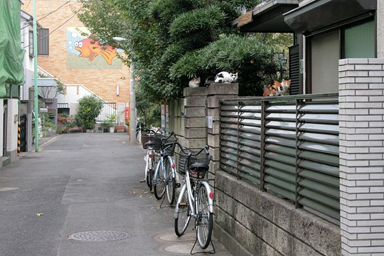 街のねこたち